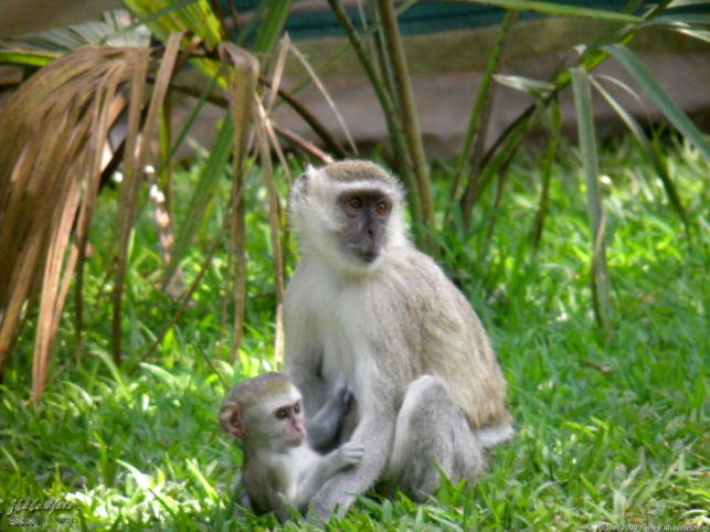 vervet monkey, Waterfront, Livingstone area, Zambia, Africa 2011,travel, photography,favorites