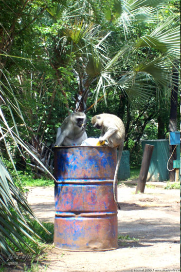 vervet monkey, Waterfront, Livingstone area, Zambia, Africa 2011,travel, photography,favorites