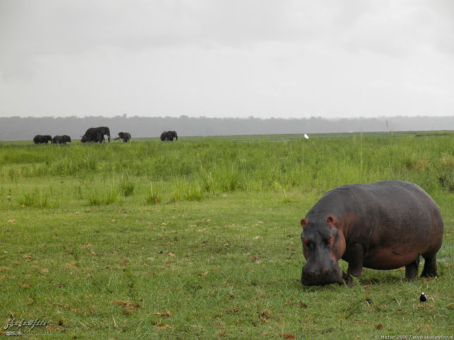 elephant, Big Five, hippo, Chobe NP, Botswana, Africa 2011,travel, photography