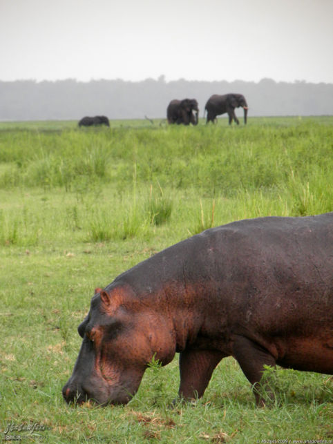 elephant, Big Five, hippo, Chobe NP, Botswana, Africa 2011,travel, photography,favorites