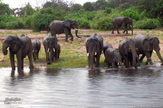 elephant, Big Five, Chobe NP, Botswana, Africa 2011,travel, photography,favorites