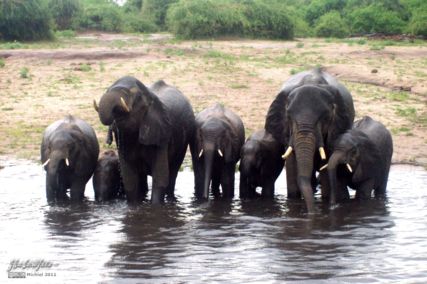elephant, Big Five, Chobe NP, Botswana, Africa 2011,travel, photography,favorites