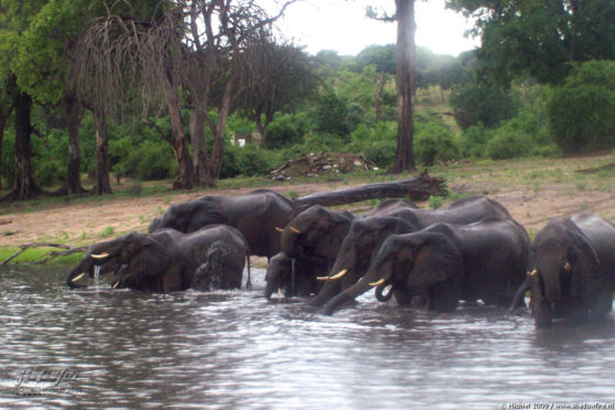 elephant, Big Five, Chobe NP, Botswana, Africa 2011,travel, photography
