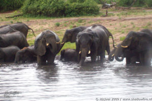 elephant, Big Five, Chobe NP, Botswana, Africa 2011,travel, photography