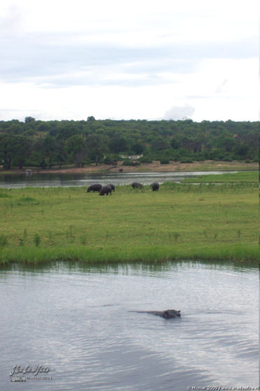 hippo, Chobe NP, Botswana, Africa 2011,travel, photography