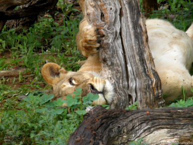 lion, Big Five, Chobe NP, Botswana, Africa 2011,travel, photography,favorites