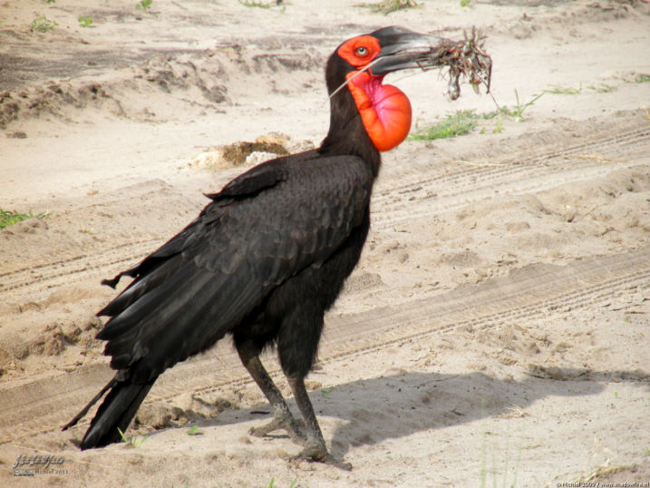 hornbill, Chobe NP, Botswana, Africa 2011,travel, photography,favorites