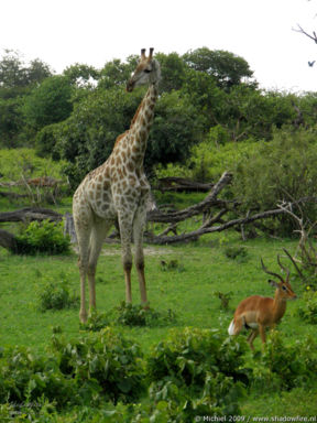 impala, giraffe, Chobe NP, Botswana, Africa 2011,travel, photography