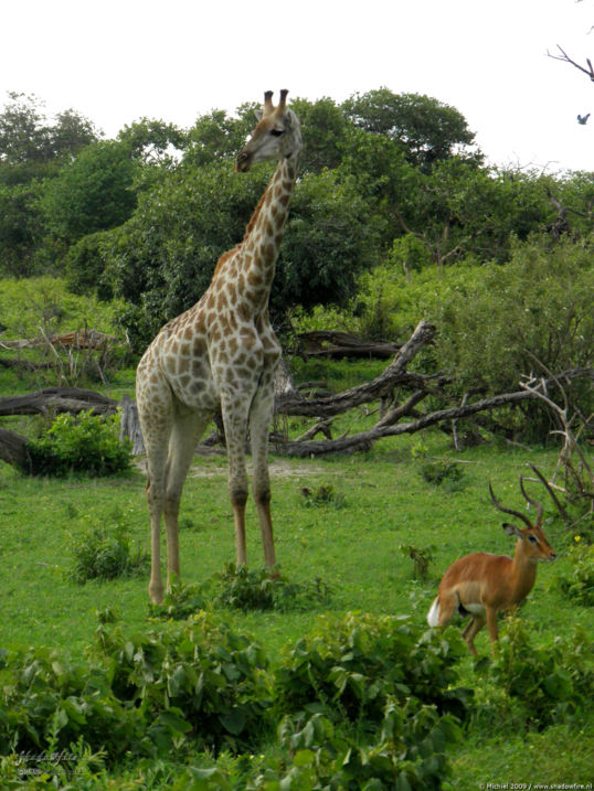 impala, giraffe, Chobe NP, Botswana, Africa 2011,travel, photography