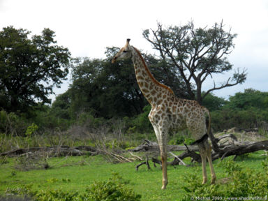 giraffe, Chobe NP, Botswana, Africa 2011,travel, photography