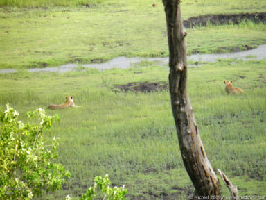 lion, Big Five, Chobe NP, Botswana, Africa 2011,travel, photography