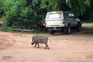 warthog, Chobe Safari Lodge, Botswana, Africa 2011,travel, photography