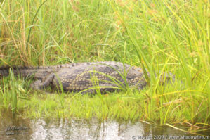 crocodile, Okavango Delta, Botswana, Africa 2011,travel, photography
