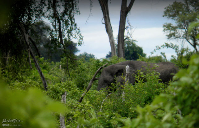 elephant, Big Five, Okavango Delta, Botswana, Africa 2011,travel, photography