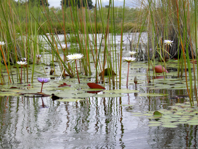 Lotus flower, Okavango Delta, Botswana, Africa 2011,travel, photography,favorites