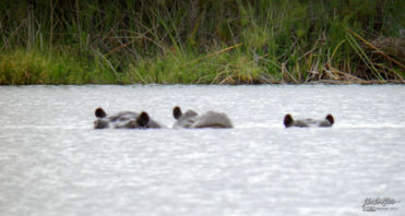 hippo, Okavango Delta, Botswana, Africa 2011,travel, photography