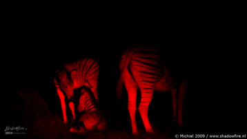 zebra, night drive, Etosha NP, Namibia, Africa 2011,travel, photography