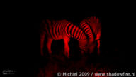 zebra, night drive, Etosha NP, Namibia, Africa 2011,travel, photography,favorites
