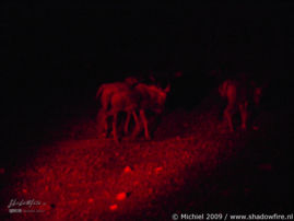 gnu, wilderbeest, night drive, Etosha NP, Namibia, Africa 2011,travel, photography