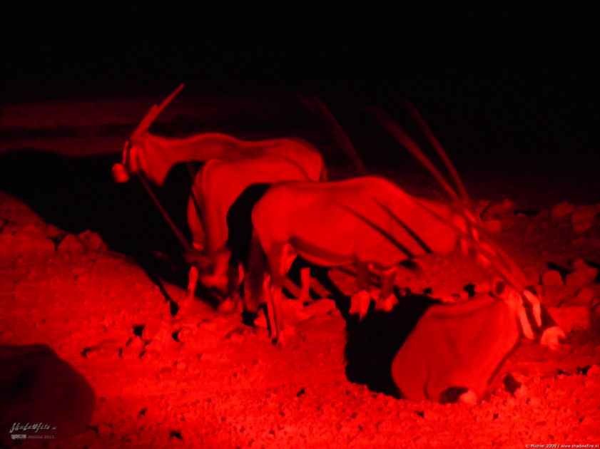 oryx, night drive, Etosha NP, Namibia, Africa 2011,travel, photography,favorites