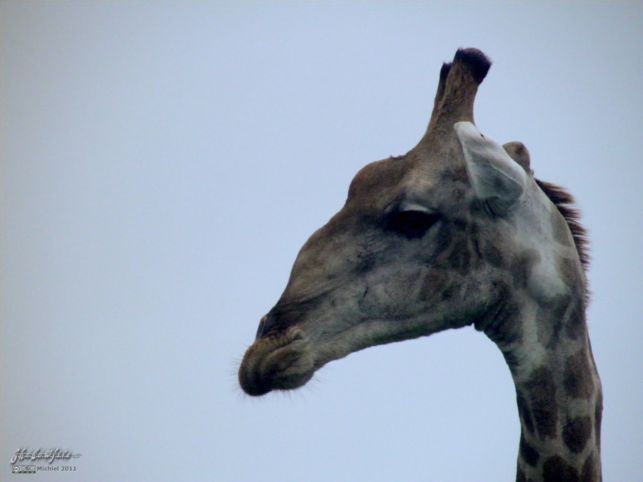 giraffe, Etosha NP, Namibia, Africa 2011,travel, photography