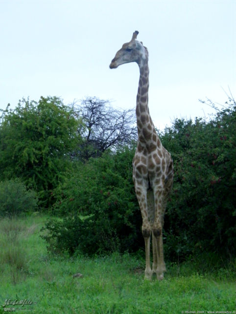 giraffe, Etosha NP, Namibia, Africa 2011,travel, photography