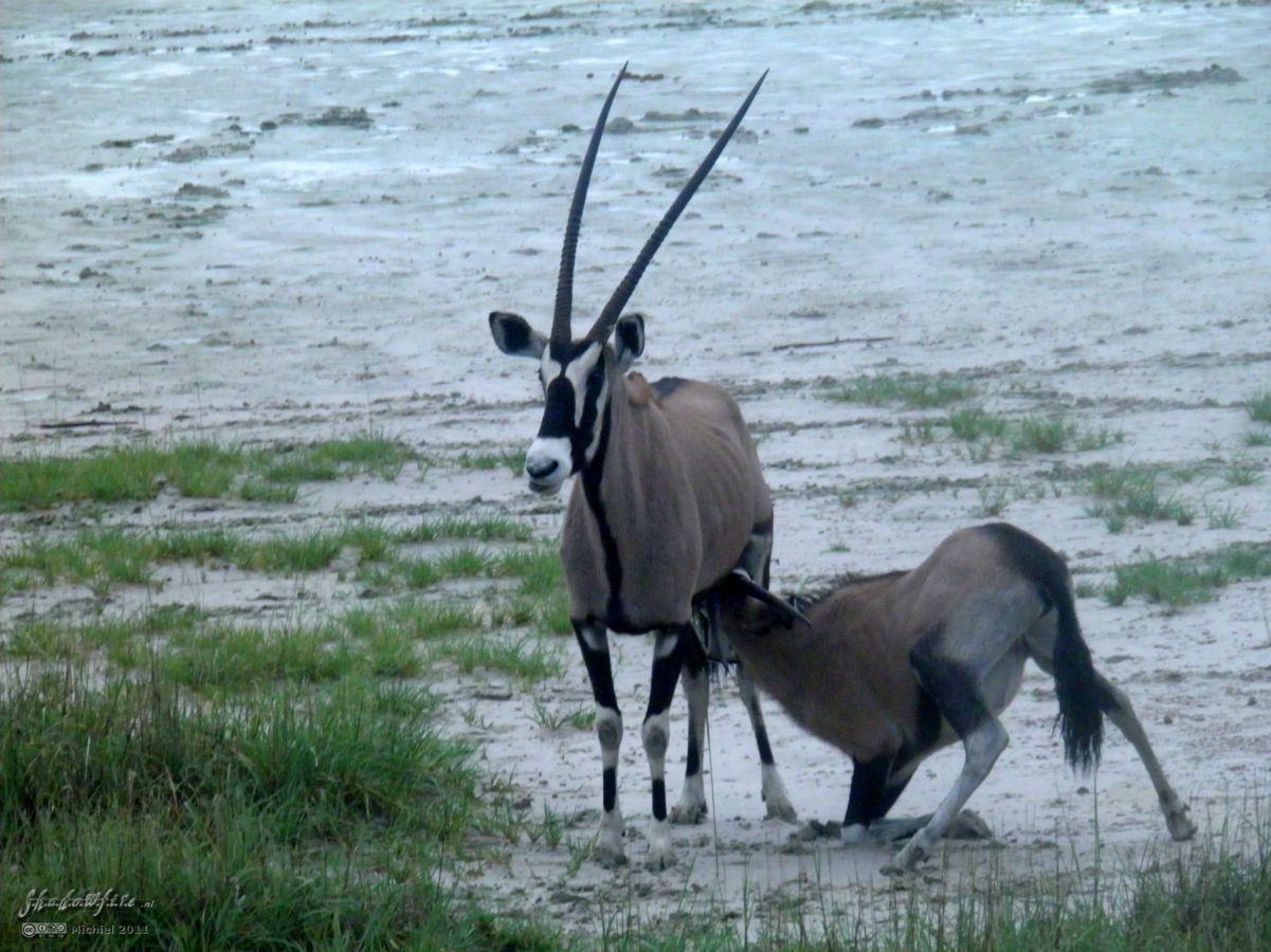 oryx, Etosha Pan, Etosha NP, Namibia, Africa 2011,travel, photography,favorites