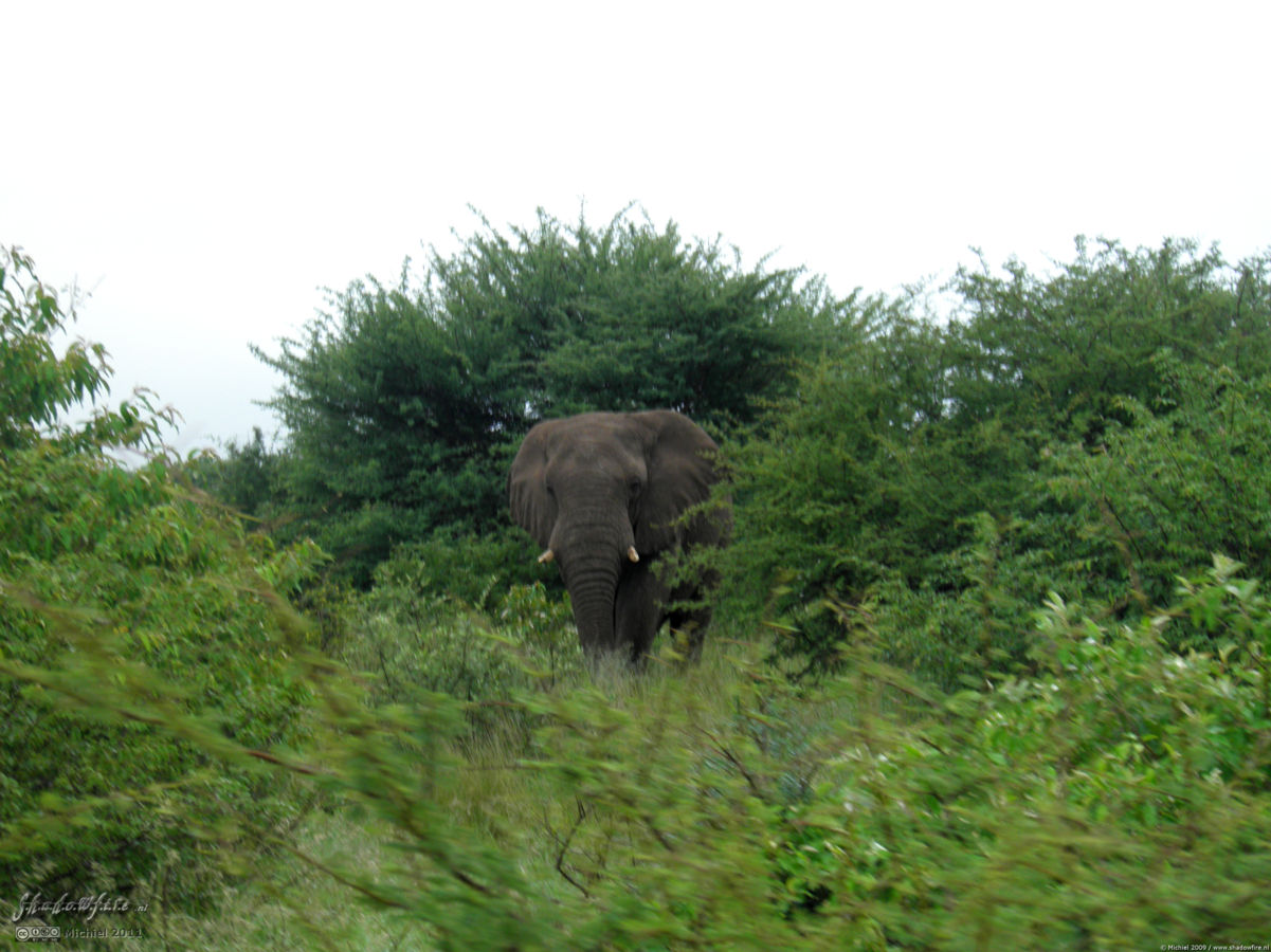 elephant, Big Five, Etosha NP, Namibia, Africa 2011,travel, photography