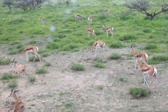 springbok, Etosha NP, Namibia, Africa 2011,travel, photography,favorites