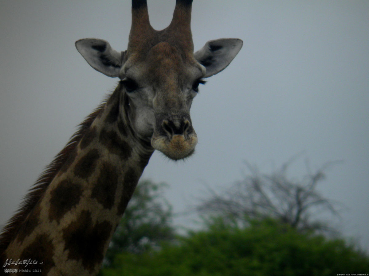 giraffe, Etosha NP, Namibia, Africa 2011,travel, photography,favorites