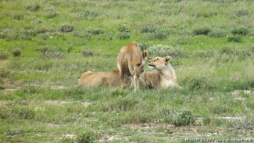 lion, Big Five, Etosha NP, Namibia, Africa 2011,travel, photography