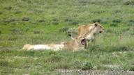 lion, Big Five, Etosha NP, Namibia, Africa 2011,travel, photography