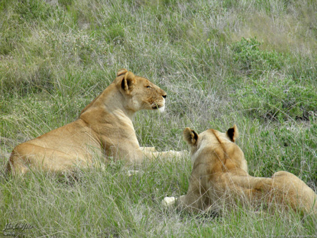 lion, Big Five, Etosha NP, Namibia, Africa 2011,travel, photography,favorites