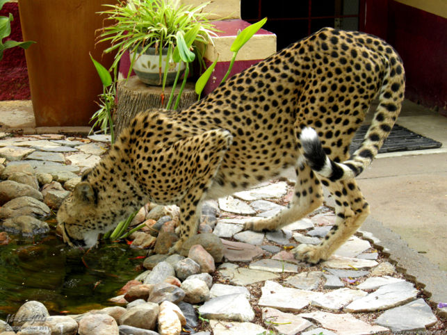 cheetah, Cheetah Park, Namibia, Africa 2011,travel, photography,favorites