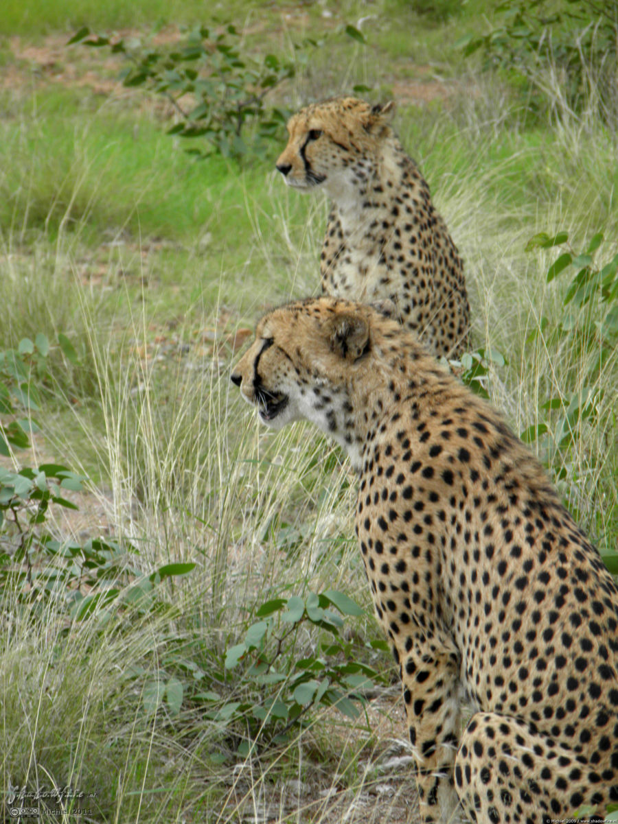 cheetah, Cheetah Park, Namibia, Africa 2011,travel, photography,favorites