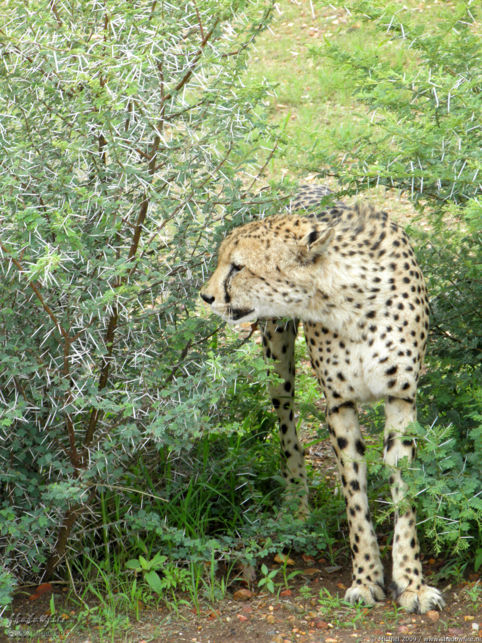 cheetah, Cheetah Park, Namibia, Africa 2011,travel, photography