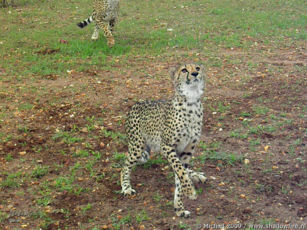 cheetah, Cheetah Park, Namibia, Africa 2011,travel, photography