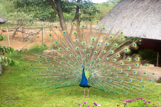 peacock, Khorixas, Namibia, Africa 2011,travel, photography