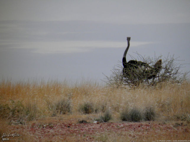 ostrich, Namib Desert, Namibia, Africa 2011,travel, photography