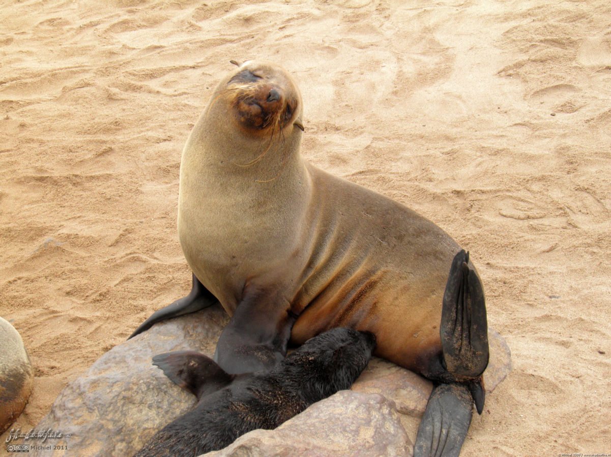 seal, Cape Cross, Skeleton Coast, Namibia, Africa 2011,travel, photography
