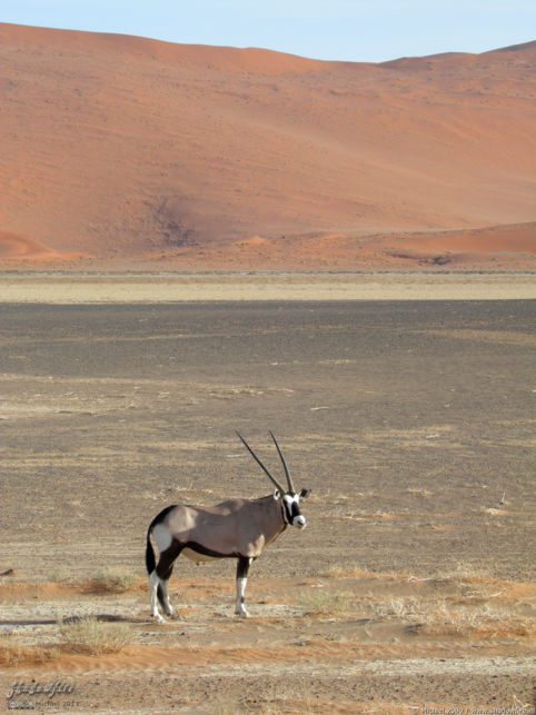 oryx, The Sand Dune Sea, Namib Desert, Namibia, Africa 2011,travel, photography,favorites