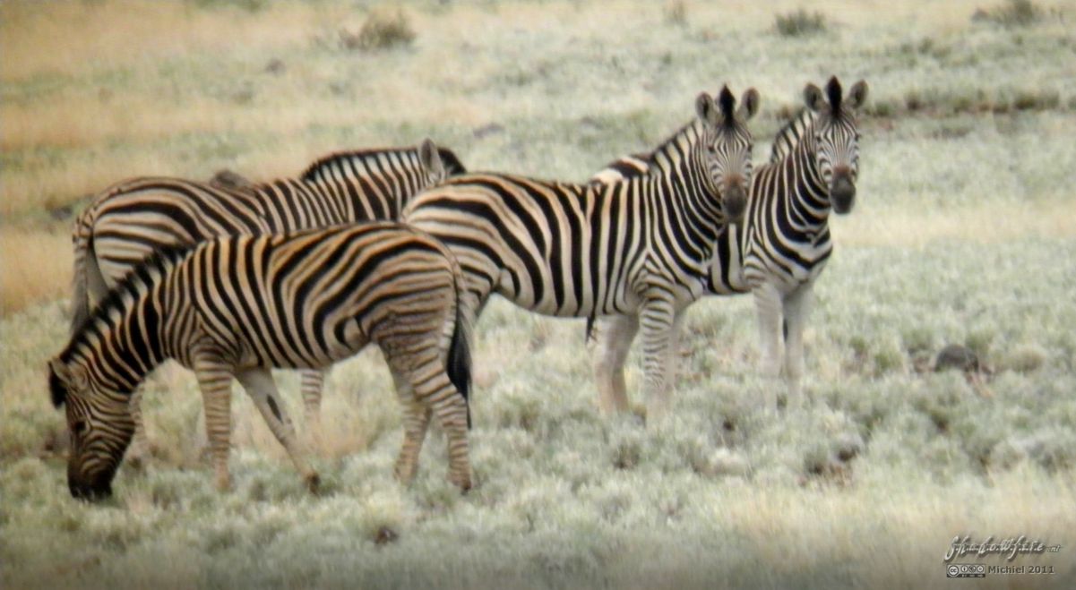 zebra, Namibia, Africa 2011,travel, photography,favorites