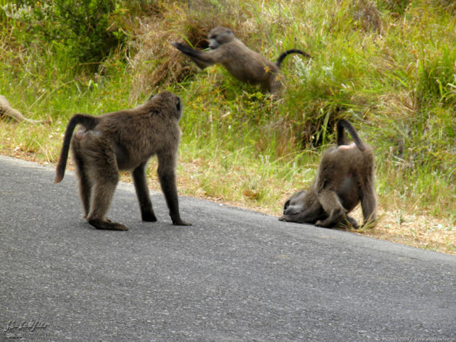 baboon, Cape Peninsula, South Africa, Africa 2011,travel, photography