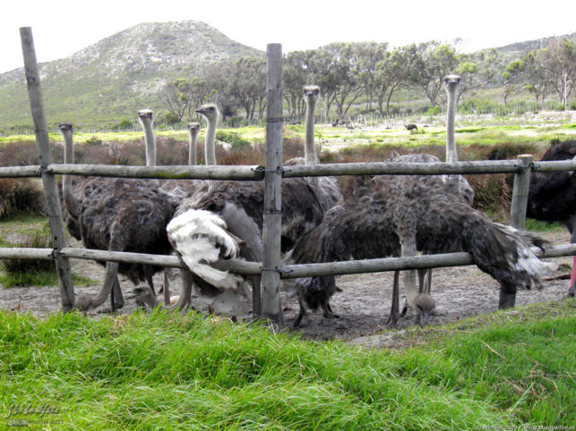 ostrich, ostrich farm, Cape Peninsula, South Africa, Africa 2011,travel, photography