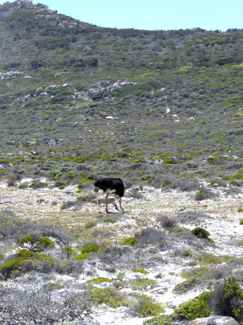 ostrich, Cape of Good Hope, Table Mountain National Park, Cape Peninsula, South Africa, Africa 2011,travel, photography