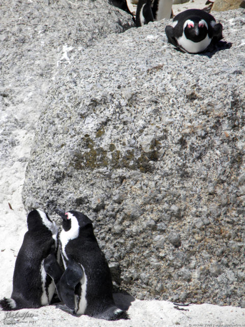 penguin, Penguin Colony, The Boulders, Cape Peninsula, South Africa, Africa 2011,travel, photography,favorites