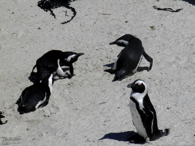 penguin, Penguin Colony, The Boulders, Cape Peninsula, South Africa, Africa 2011,travel, photography