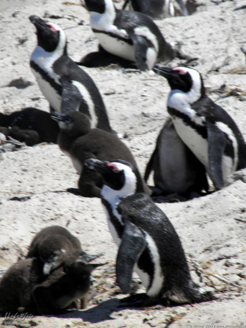 penguin, Penguin Colony, The Boulders, Cape Peninsula, South Africa, Africa 2011,travel, photography,favorites