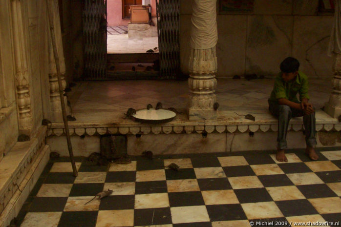 Karni Mata rat temple, Deshnok, Rajasthan, India, India 2009,travel, photography