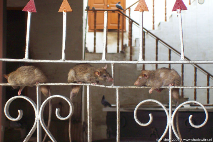 Karni Mata rat temple, Deshnok, Rajasthan, India, India 2009,travel, photography,favorites